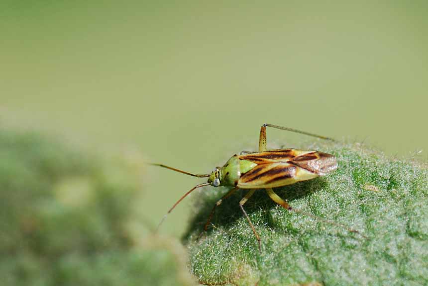 Miridae: due forme di colore di  Closterotomus norwegicus